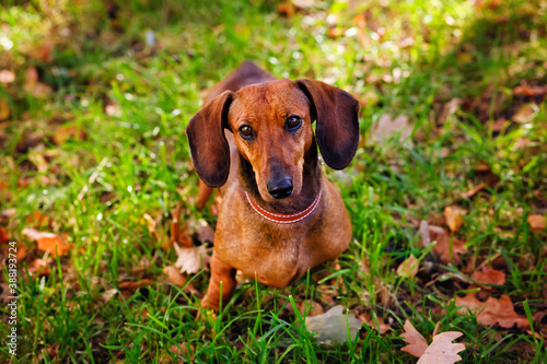 Red Dachshund close-up of a dog in an autumn Park against the background of fallen leaves and green grass.