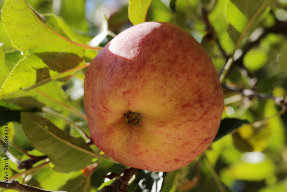 Ripe apples, hanging in a tree. Ripe apples, hanging in a tree.