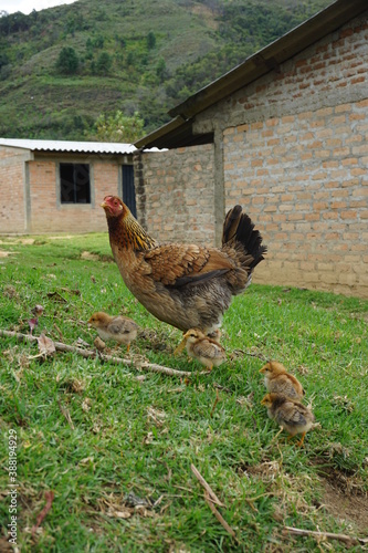 free range chicken