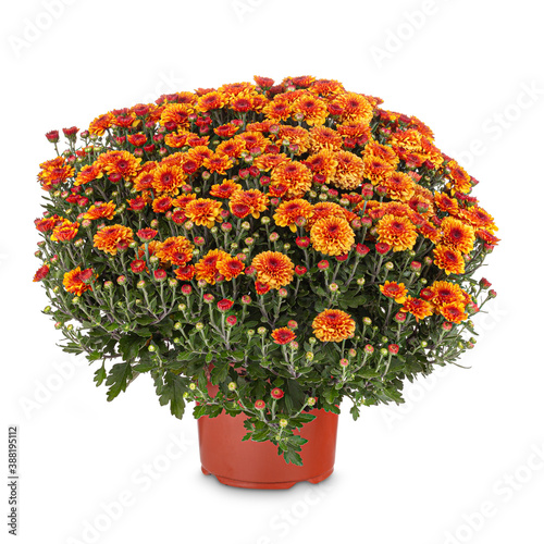 Konstfotografi Orange autumn chrysanthemums