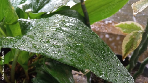 rain drops on a leaf