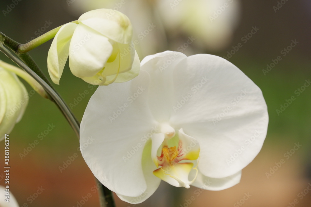 Obraz premium Bunga Anggrek Bulan Putih , Close up view of beautiful white phalaenopsis amabilis / moth orchids in full bloom in the garden with yellow pistils isolated on blur background. out of focus