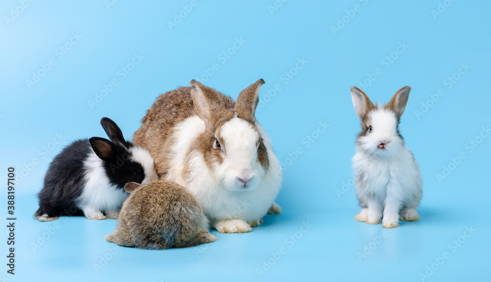 Mother rabbit and three newborn bunnies on blue background. Mother rabbit and three newborn bunnies on blue background.