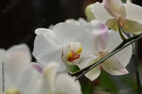 Fototapeta Naklejka Na Ścianę i Meble -  Bunga Anggrek Bulan Putih , Close up view of beautiful white phalaenopsis amabilis / moth orchids in full bloom in the garden with yellow pistils isolated on blur background. out of focus