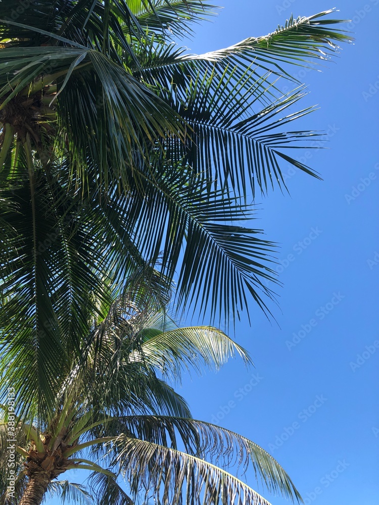 palm tree on blue sky