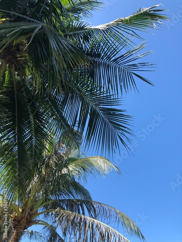 palm tree on blue sky