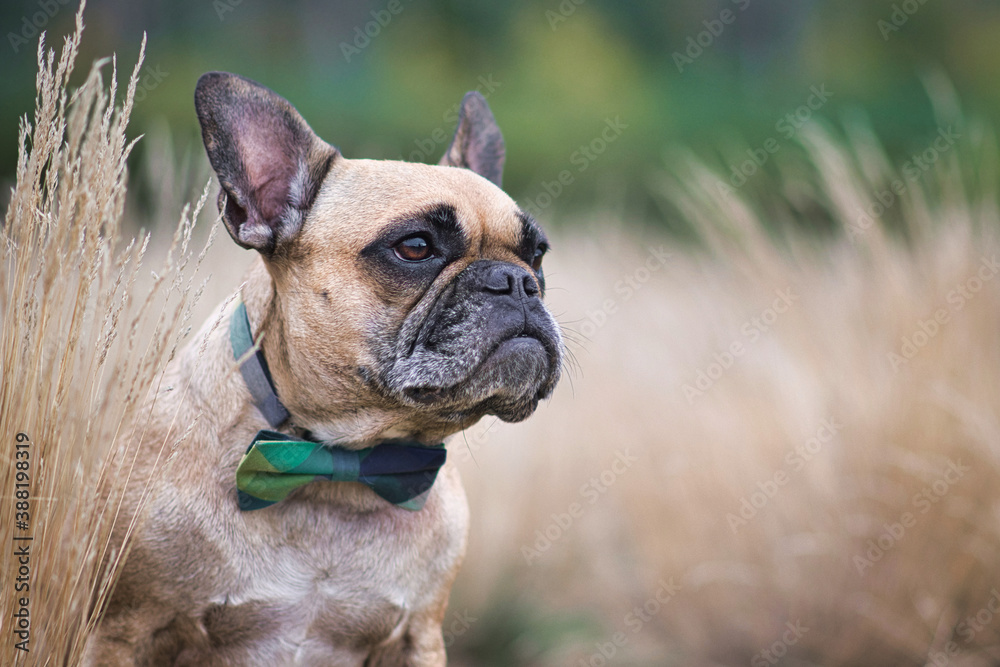 Fawn French Bulldog dog with bowtie sticking head out between dried plants