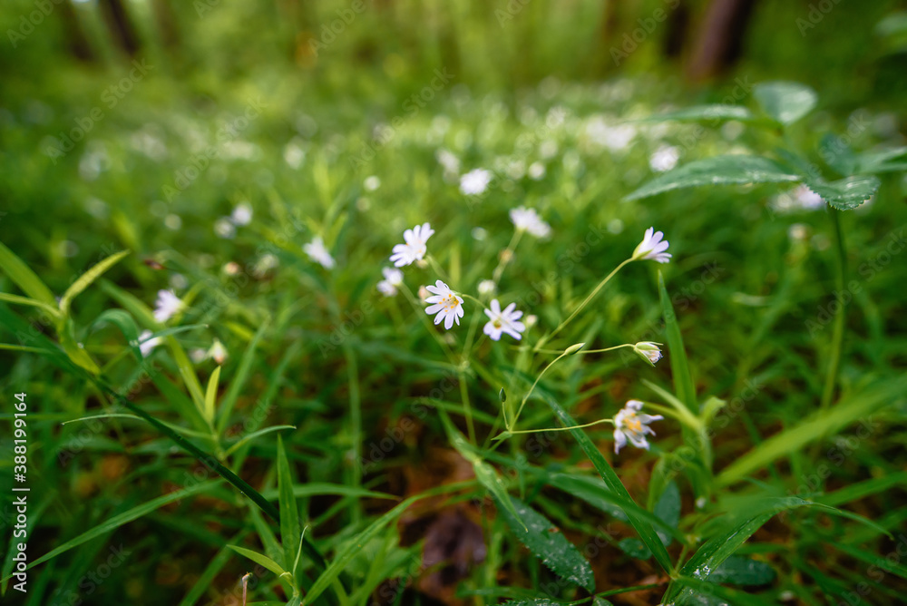 blooming wild green stellaria holostea in the forest in spring blooming wild green stellaria holostea in the forest in spring