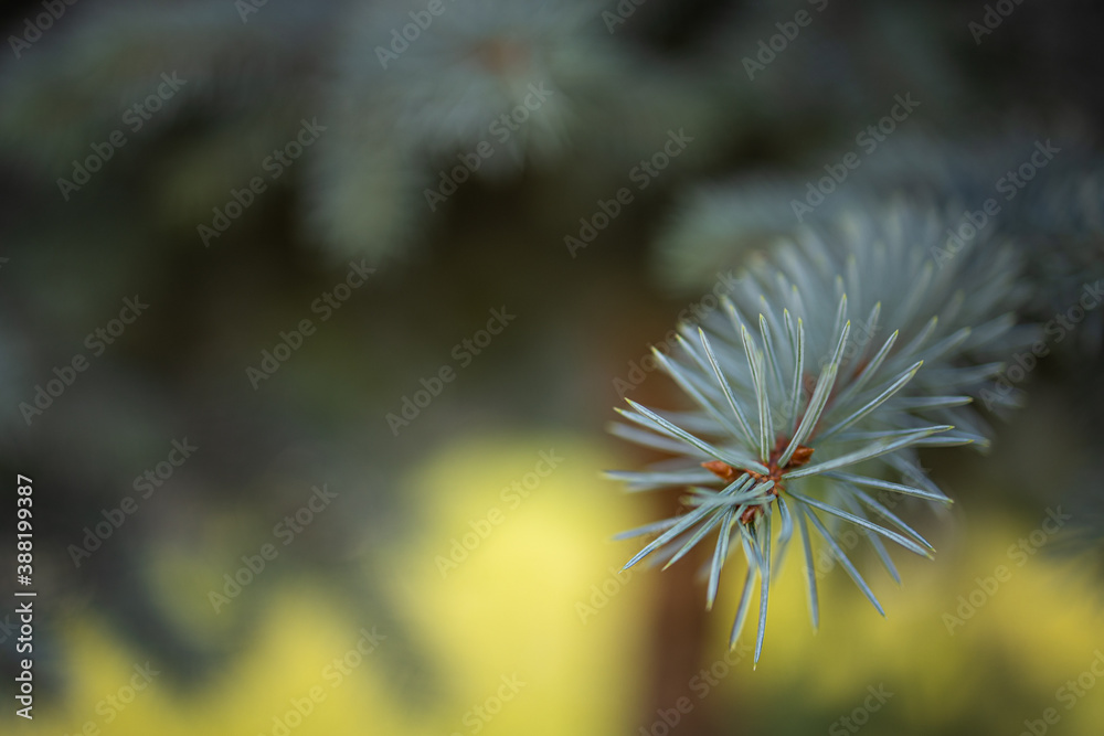 Macro detail of a fir branch, green background. Closeup photo of green needle pine tree. Blurred pine needles in background. Daylight. Macro detail of a fir branch, green background. Closeup photo of green needle pine tree. Blurred pine needles in background. Daylight.