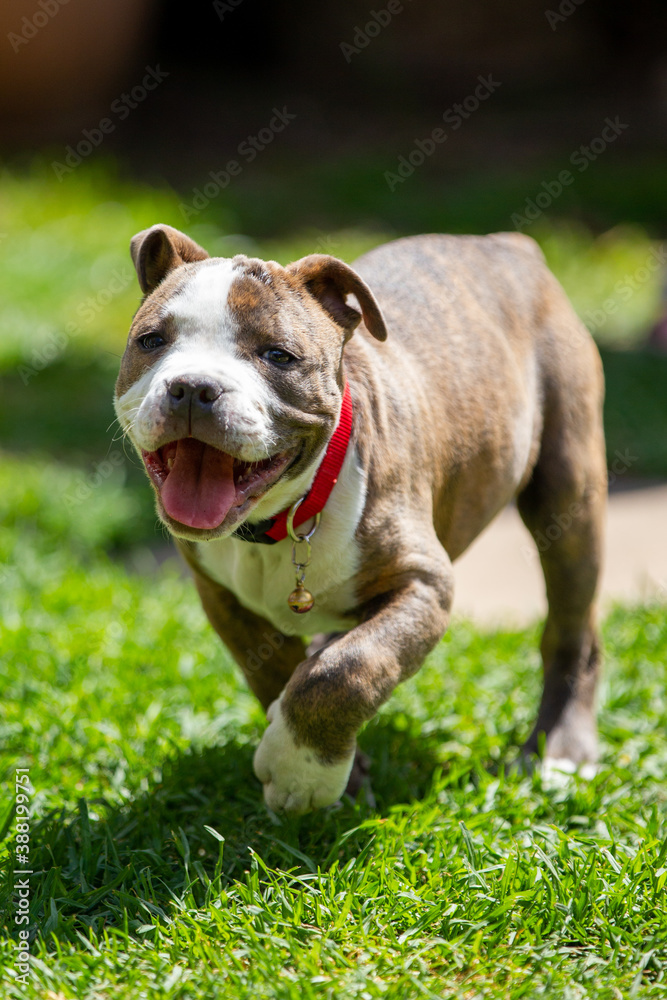 A happy  blue brindle american staffordshire puppy running in the backyard on October 27th 2020