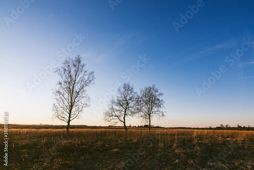 autumn landscape with three birches with fallen leaves