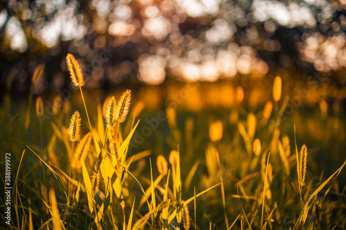 Fototapeta Naklejka Na Ścianę i Meble -  Dry yellow grass meadow in sunset sunrise sunlight. Autumn in closeup meadow grass with blurred sunset landscape