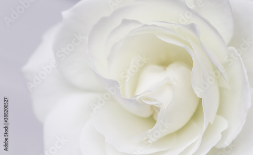 Abstract floral background  white rose flower petals. Macro flowers backdrop for holiday design. Soft focus