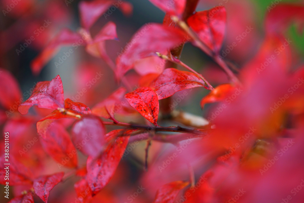 Autumn red blueberry leaves Autumn red blueberry leaves