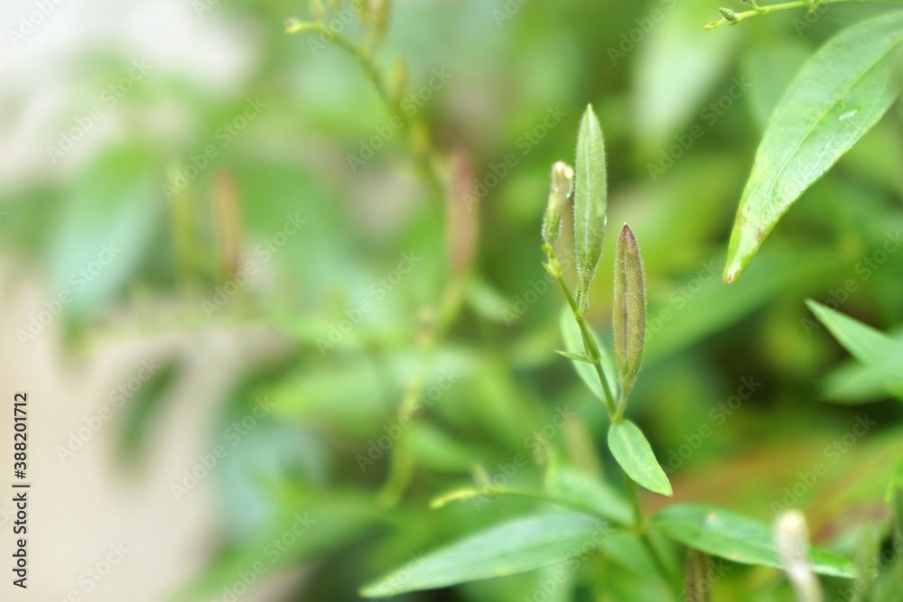 Seed pods of Kariyat. Andrographis paniculata (green chiretta) growing in the garden. Seed pods of Kariyat. Andrographis paniculata (green chiretta) growing in the garden.