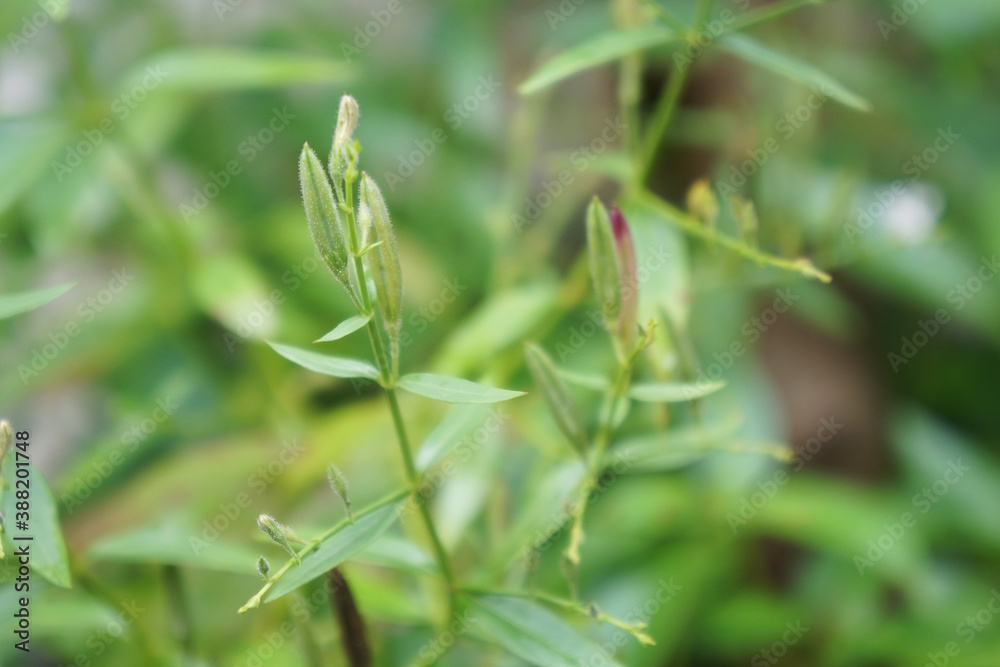Seed pods of Kariyat. Andrographis paniculata (green chiretta) growing in the garden. Seed pods of Kariyat. Andrographis paniculata (green chiretta) growing in the garden.