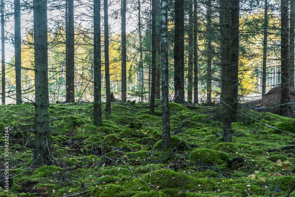 Fototapeta premium Green mossgrown forest in fall season