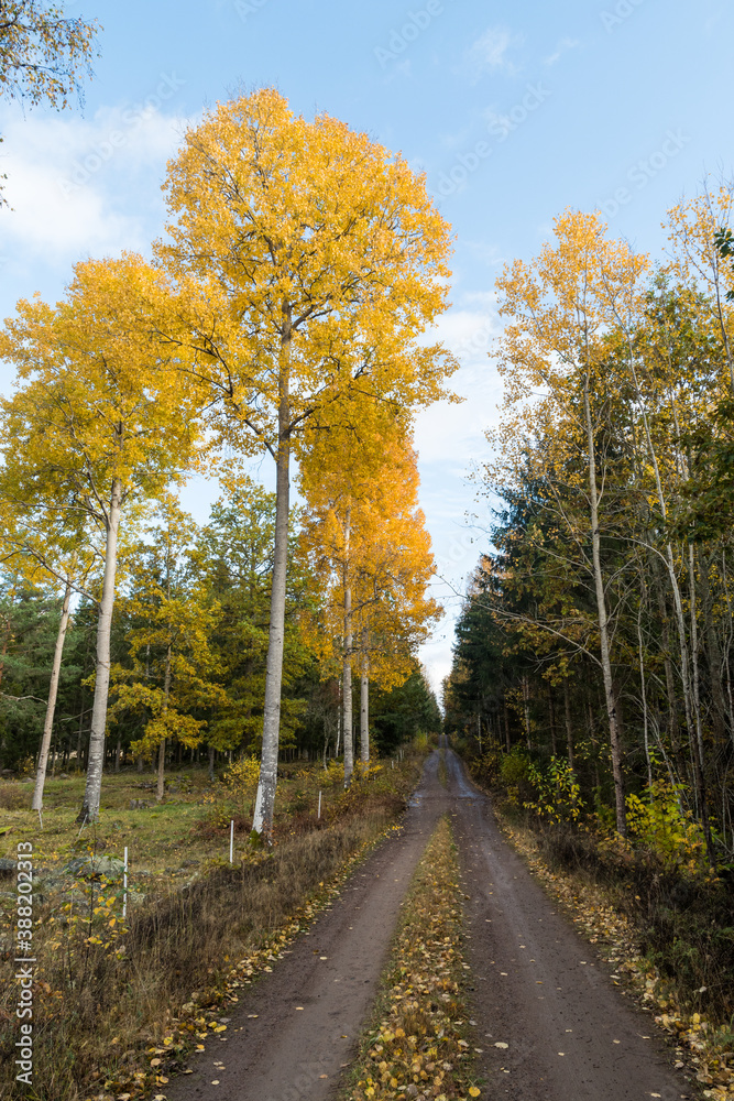 Glowing aspen trees by a dirt road side Glowing aspen trees by a dirt road side