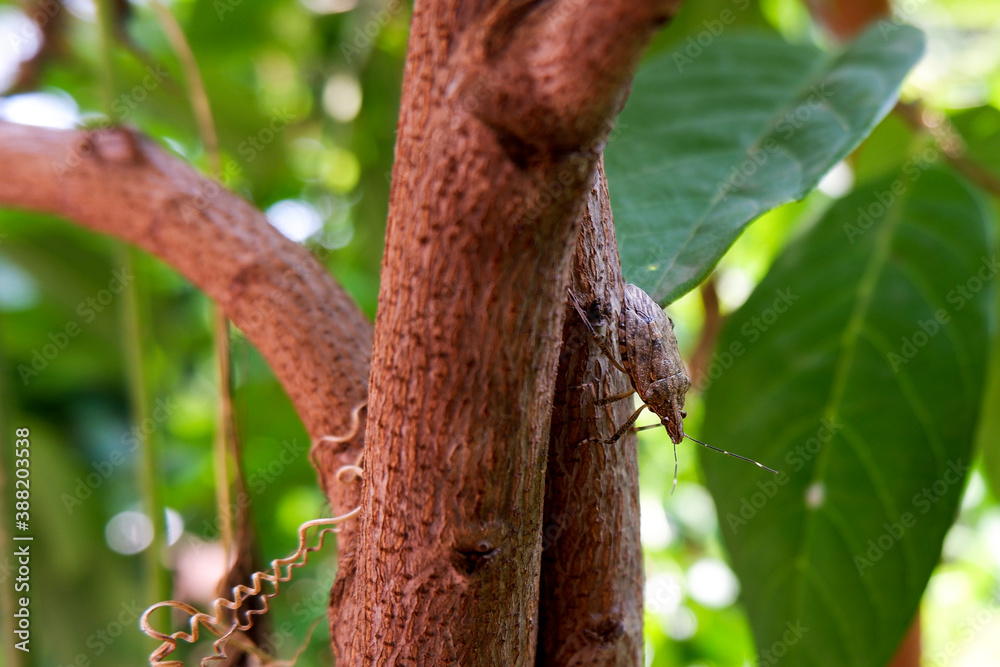 close view of brown insect isolated on tree trunk in garden