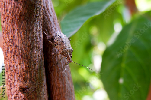 closeup shot of insect isolated on plant in garden