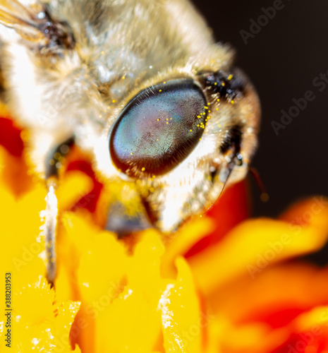 Close-up portrait of a bee on a flower.