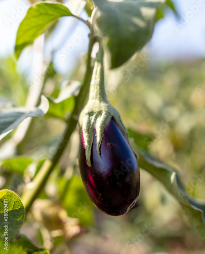 Close-up of eggplant on a plant