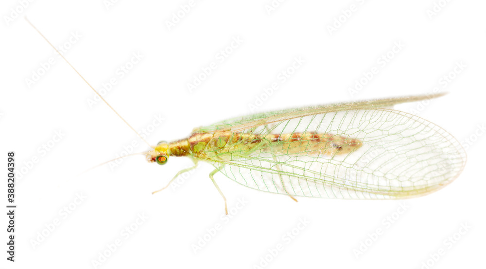 Green fly on a white background. Green fly on a white background.