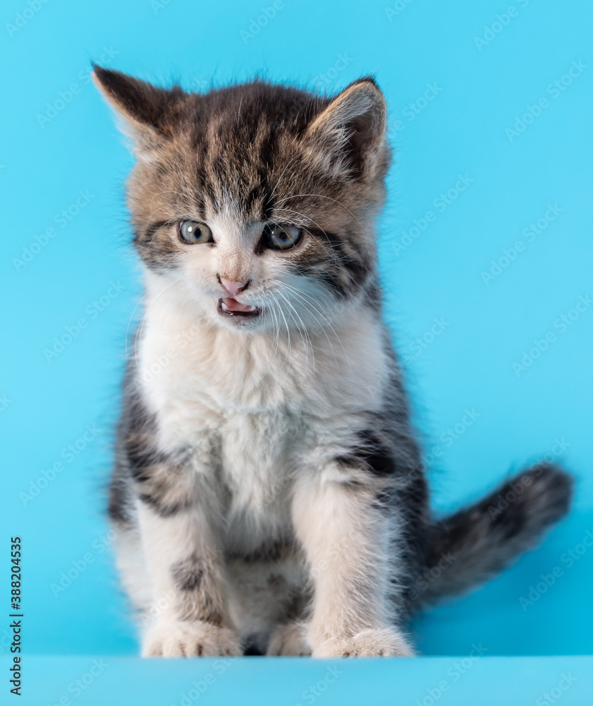 The cat is isolated on a blue background. The cat is isolated on a blue background.
