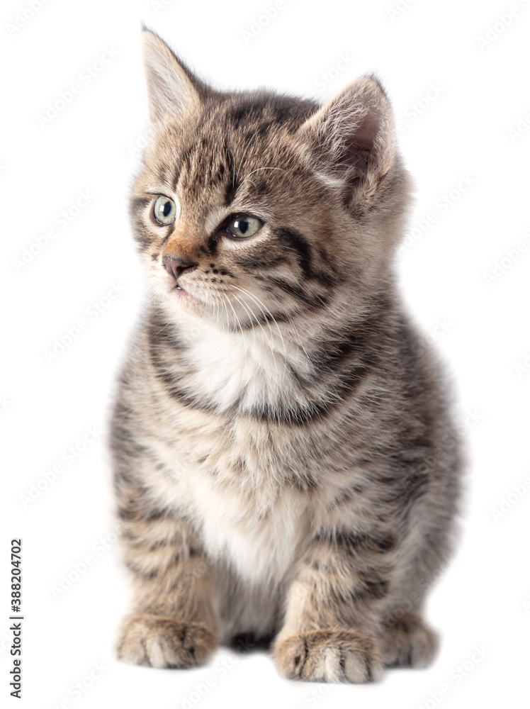 Kitten portrait isolated on a white background. Kitten portrait isolated on a white background.