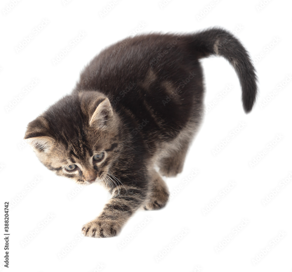 The kitten is played isolated on a white background.