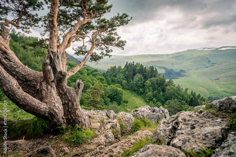 Pine tree against the background of mountains, green meadows and forests. Beautiful curves and branches green needles Pine tree against the background of mountains, green meadows and forests. Beautiful curves and branches green needles