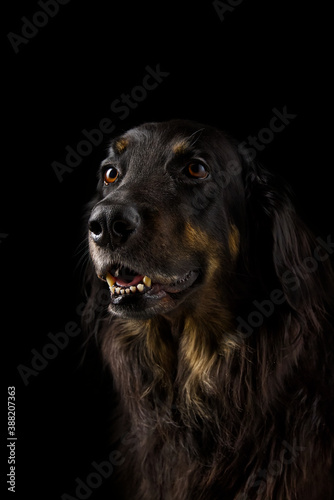 Black hovawart portrait. hovawart femaile dog on black background. black dog close-up portrait for calendar, poster, print cover. selective focus
