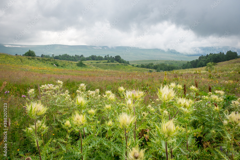 white flowers and grass in a mountain meadow against the backdrop of mountains on a cloudy summer day white flowers and grass in a mountain meadow against the backdrop of mountains on a cloudy summer day