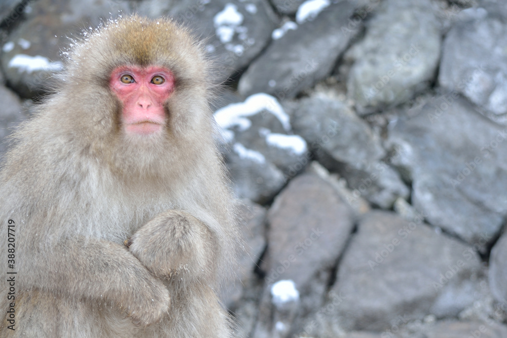Naklejka premium ニホンザル 雪景色 