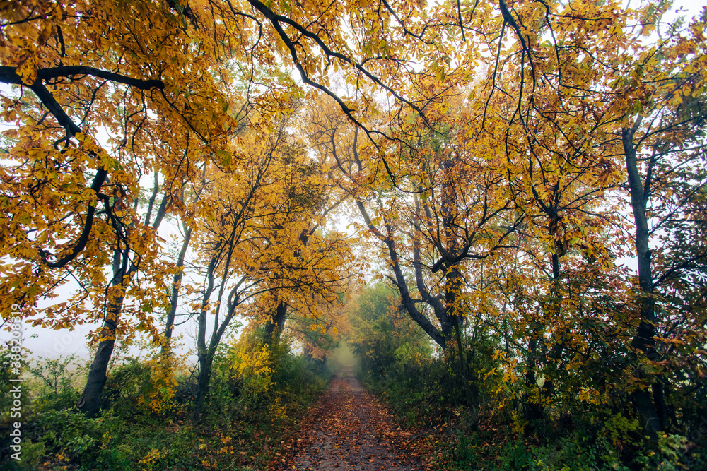 beautiful autumn tree alley in the mist beautiful autumn tree alley in the mist