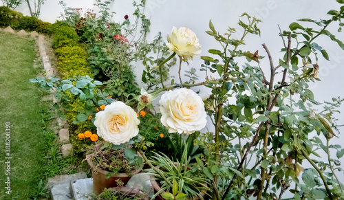 White rose flower bush in summer season home flower garden