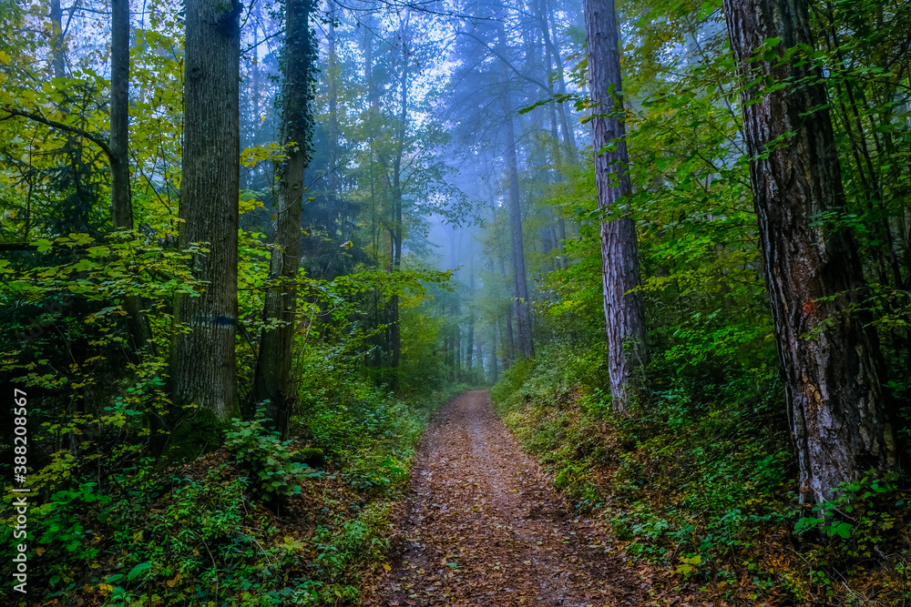 Obraz premium beautiful autumn forest in the mist 
