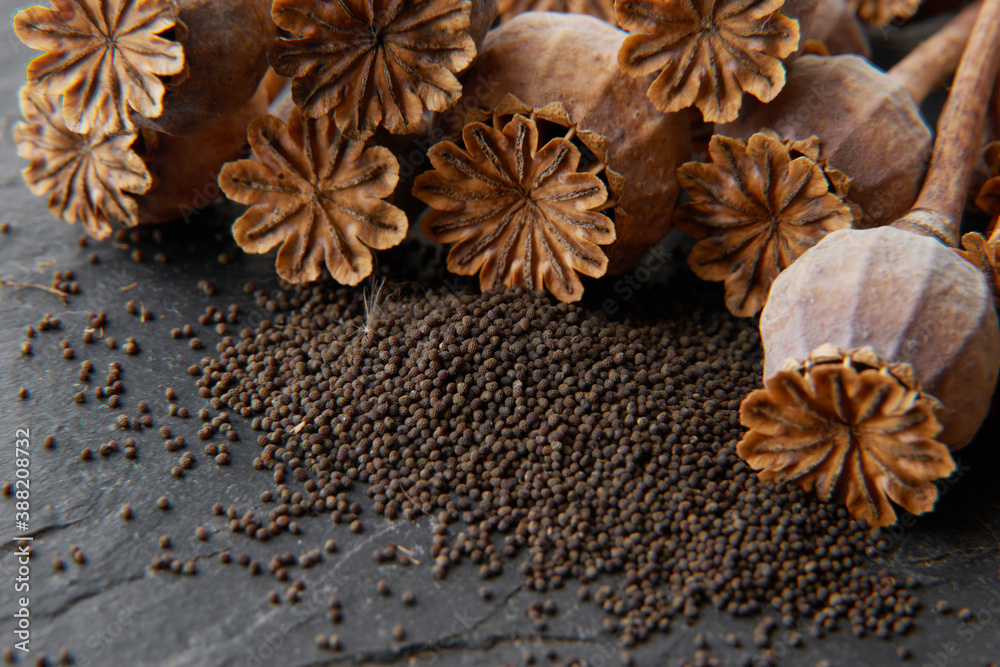 dry poppy on a black background dry poppy heads. Dry poppy heads on a black background. Poppy head and seeds are scattered.