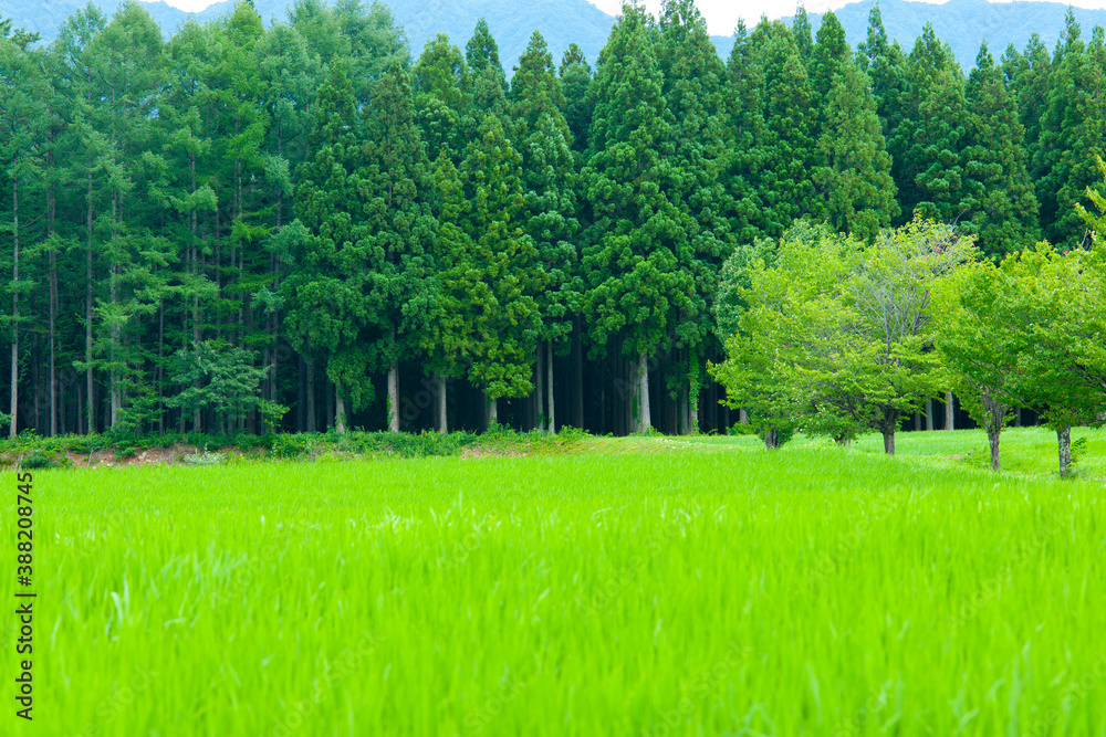 Obraz premium 白馬村の田園風景