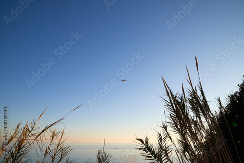 An airplane flying in the blue sky and plant silhouettes at the bottom of the image