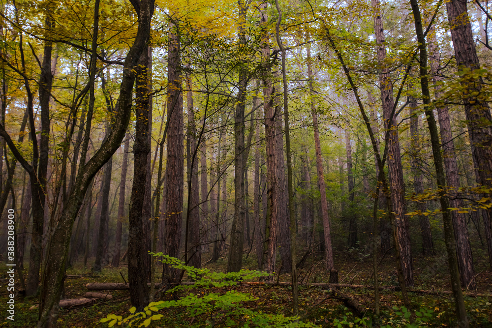 Fototapeta premium beautiful autumn trees in the mist 