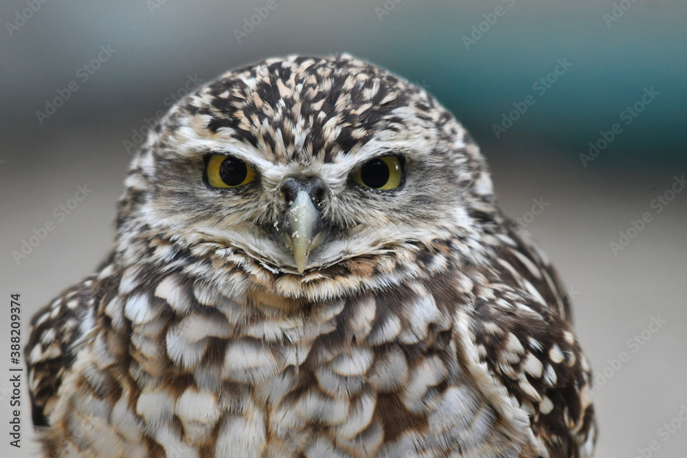 Wild small  Burrowing owl portrait