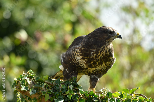 Wallpaper Mural European wild common buzzard Torontodigital.ca