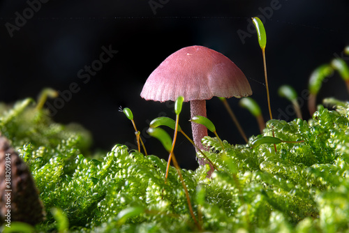Small purple lacquer funnel in the moss on the forest floor