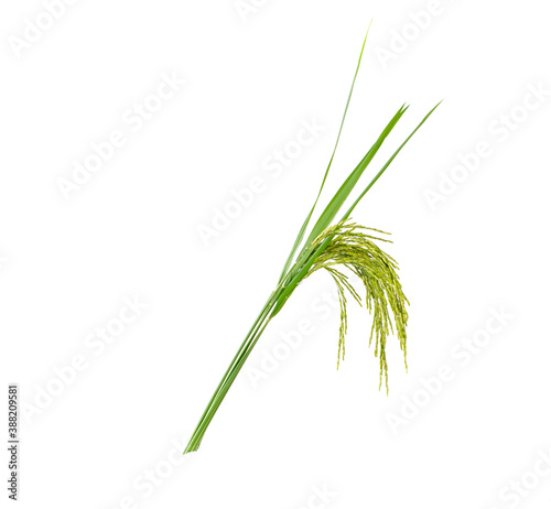 Ears of rice isolated on white background