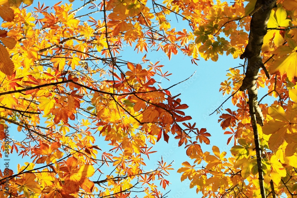 トチの木の紅葉