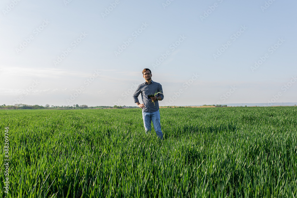 Portrait of farmer standing in young wheat field holding tablet in his hands and examining crop.