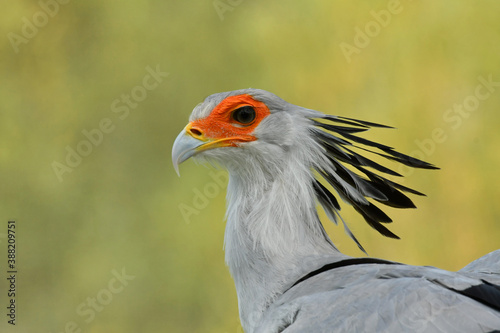 Colorful and beauty Secretary bird portrait