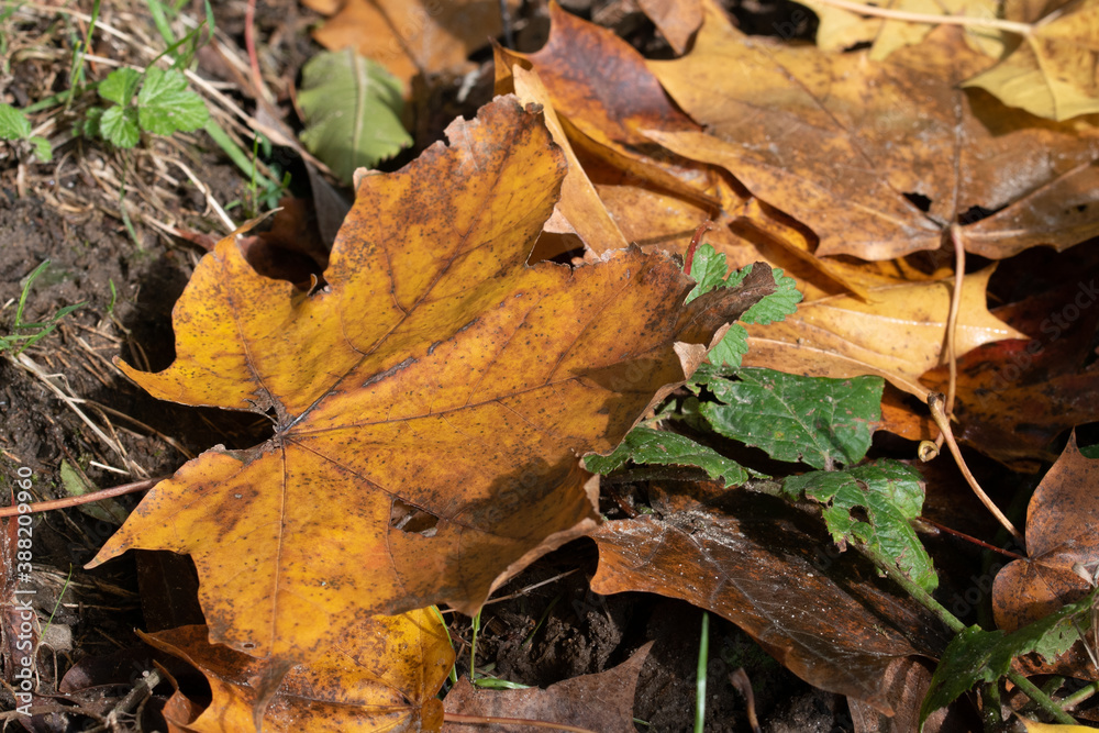 Ahornblatt in Herbstfärbung liegt auf dem Boden Ahornblatt in Herbstfärbung liegt auf dem Boden