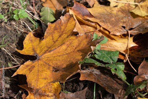Ahornblatt in Herbstfärbung liegt auf dem Boden